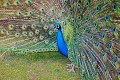 Pavo cristatus Blauwe pauw werk aan de muur wadm werkaandemuur aves avis vogel vogels bird birds oiseau oiseaux fauna faune natuur nature natuurmonumenten zoo dierentuin